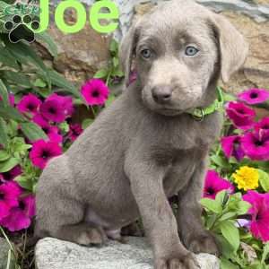 Joe, Silver Labrador Retriever Puppy